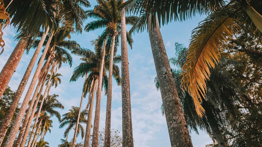 Rio de Janeiro: 4-Hour Botanical Garden & Tijuca Forest Tour - A short forest walk in Tijuca National Park