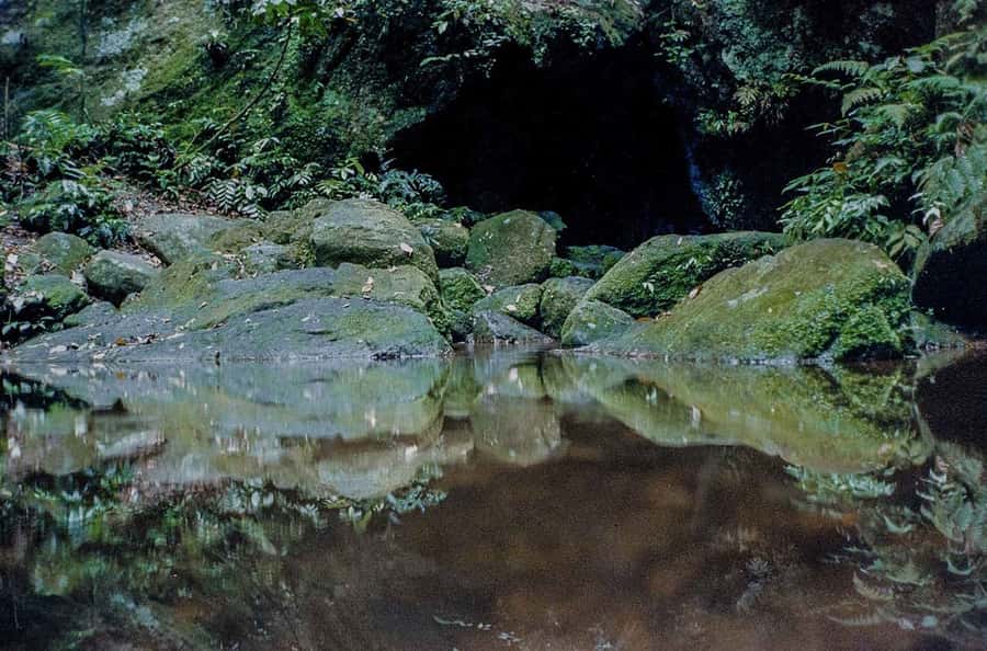 Rio de Janeiro: Botanical Garden & Tijuca Forest Guided Tour - Waterfalls, Short Trails, and Photo Stops