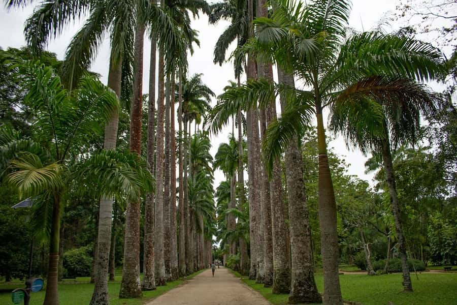 Rio de Janeiro: Botanical Garden & Tijuca Forest Guided Tour - The Botanical Garden’s Imperial Palms and Orchidarium