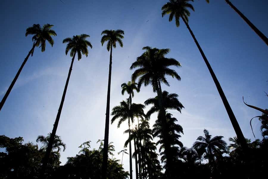 Rio de Janeiro: Botanical Garden & Tijuca Forest Guided Tour - Guides, Language, and the Pace of the Day