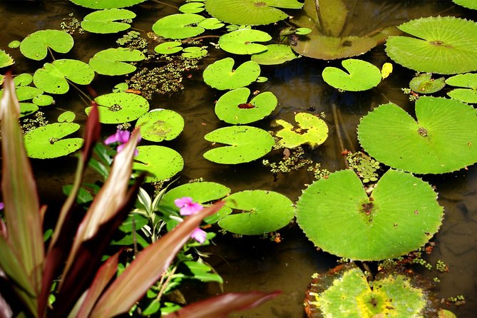 Rio de Janeiro Botanical Garden Tour - The orchid greenhouse