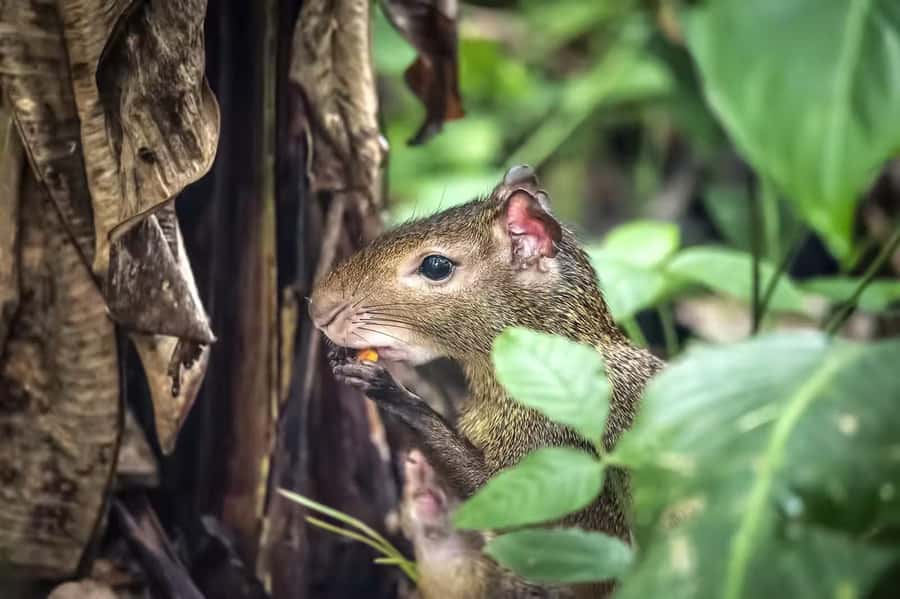 Rio de Janeiro: Tijuca National Park & Botanic Garden Tour - Key points to know before booking