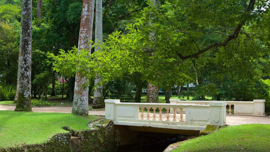 Rio de Janeiro: Tijuca National Park & Botanic Garden Tour - Guide languages and the overall feel
