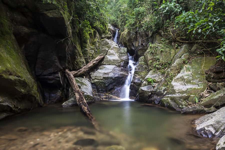 Rio de Janeiro: Tijuca National Park & Botanic Garden Tour - Why Tijuca Forest is worth your morning