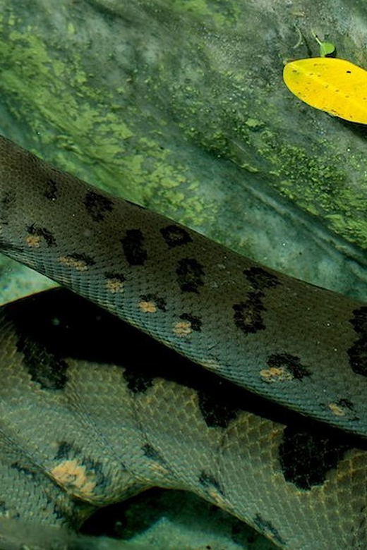 Rome: Bioparco di Roma Zoological Garden Entry Ticket - Key points to know before you go