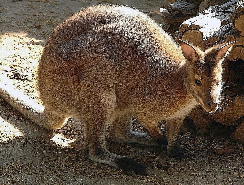 Rome: Bioparco di Roma Zoological Garden Entry Ticket - What the Bioparco ticket actually gives you