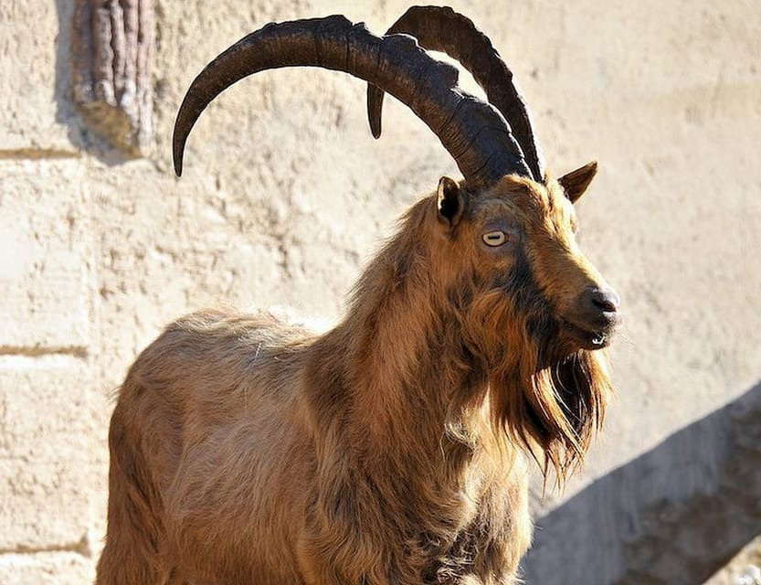 Rome: Bioparco di Roma Zoological Garden Entry Ticket - Conservation is part of the point