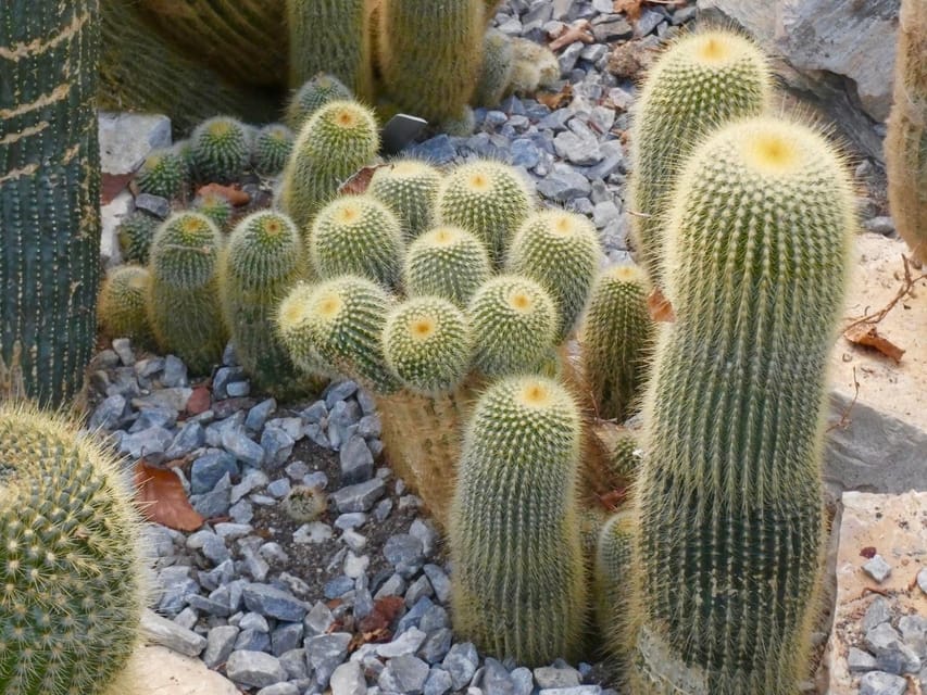 Rotterdam: Trompenburg Botanical Gardens Entry Ticket - The Desert Greenhouse and unusual contrast