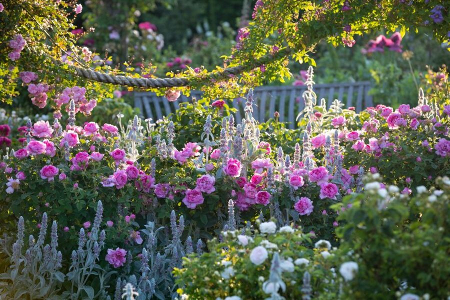 Royal Horticultural Society: Rosemoor Garden Ticket - The Hot Garden uses color at full volume
