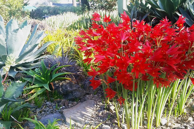 Ruth Bancroft Garden General Admission Ticket - Why this garden feels different from a standard botanical garden