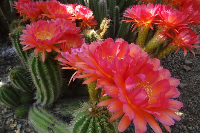 Ruth Bancroft Garden General Admission Ticket - What the gravel paths mean for your visit