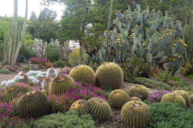 Ruth Bancroft Garden General Admission Ticket - Walking among agaves, cacti, and drought-tolerant plants