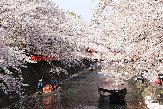 Sakura Magic and Nabana No Sato Day Tour From Osaka - Is $156.07 a fair price?