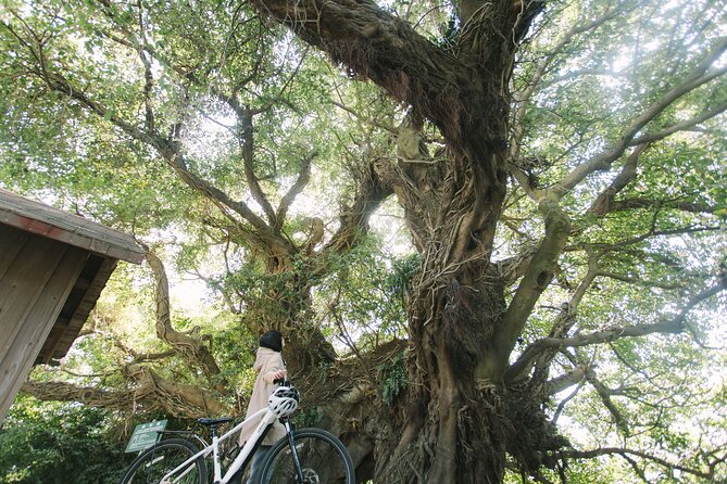 Sakurajima One Day Round Journey with E-bike - Lunch, coffee, and a taste of island life