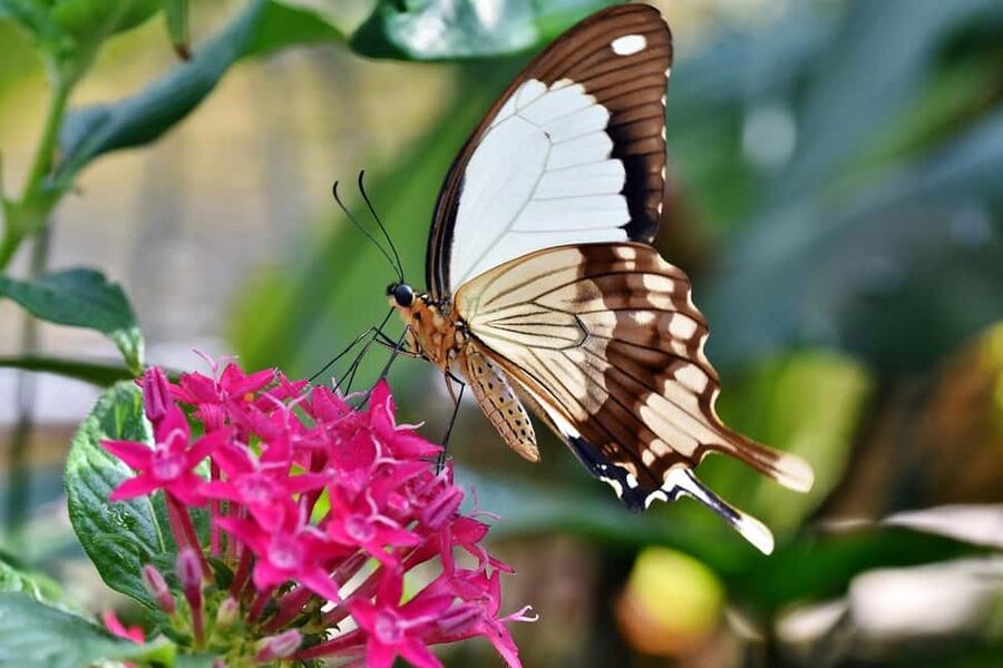 San Antonio: Botanical Garden Admission Ticket - Entering a 38-acre living museum