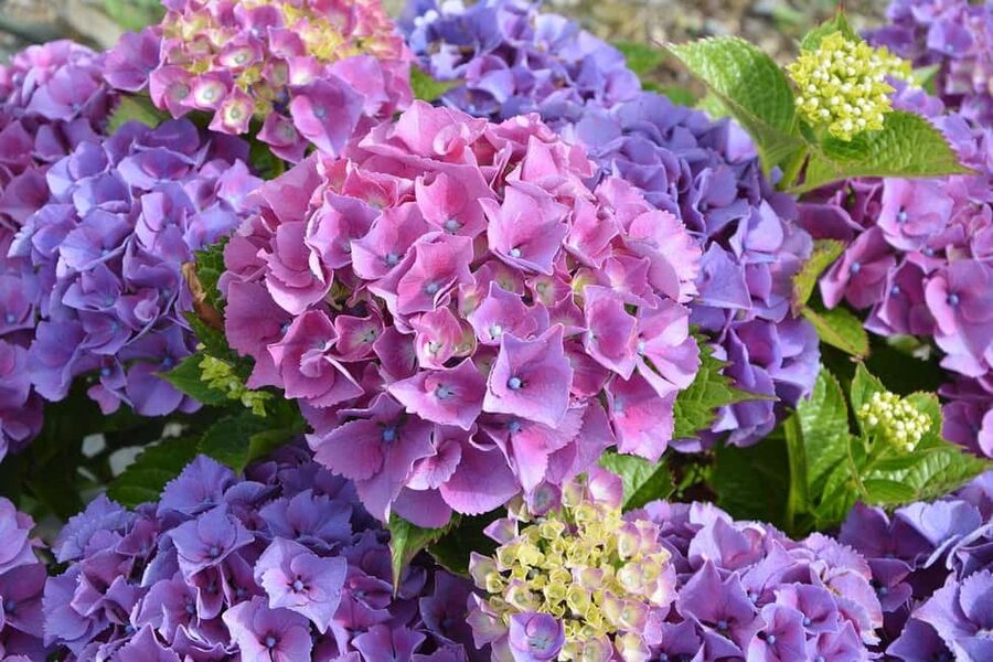 San Antonio: Botanical Garden Admission Ticket - Finding 35 rare and endangered plant species
