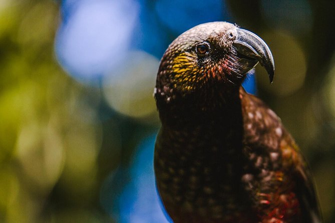Sanctuary Mountain (Mt Maungatautari) & Hamilton Gardens Day trip from Auckland - Why this private Waikato day trip works