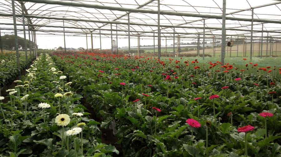 São Paulo: Holambra Colorful Flower Farm Guided Day Trip - Afternoon free time on Boulevard Street
