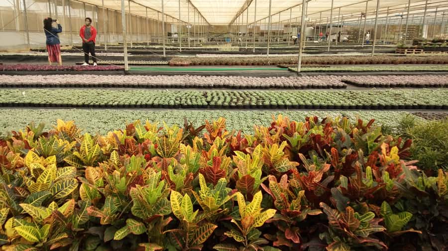 São Paulo: Holambra Colorful Flower Farm Guided Day Trip - Transport, pickup, and group size