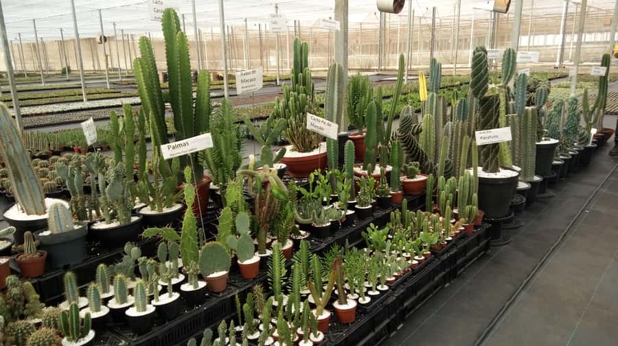 São Paulo: Holambra Colorful Flower Farm Guided Day Trip - Should you book the Holambra flower farm trip?