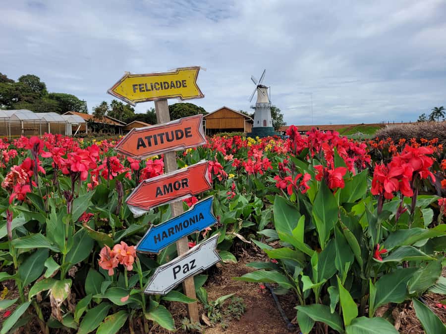 São Paulo: Holambra Colorful Flower Farm Guided Day Trip - The morning walk through Holambra