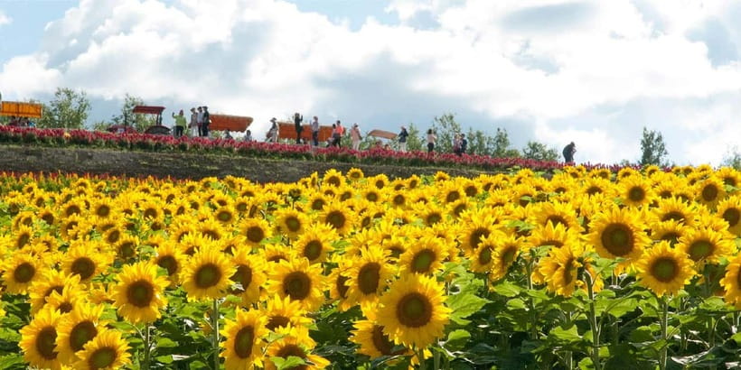Sapporo: Furano Flower Sea & Biei Blue Pond Tour w/ Pickup - Farm Tomita is the classic Furano stop