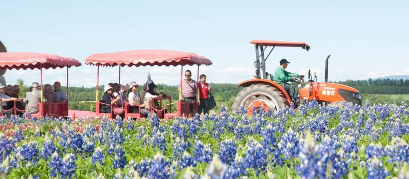 Sapporo: Furano Flower Sea & Biei Blue Pond Tour w/ Pickup - What the small group and driver service are really like