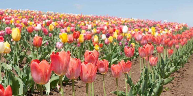 Sapporo: Furano Flower Sea & Biei Blue Pond Tour w/ Pickup - Is $77 a fair price for this day?