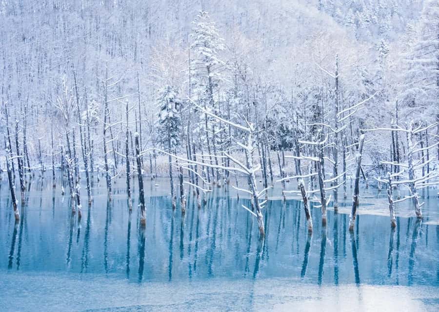 Sapporo: Furano Lavender & Biei Blue Pond Tour with Lunch - How much free time will you really have?