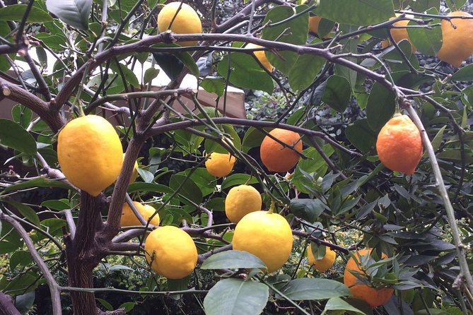 Secret Gardens of London Private Tour - Lincoln’s Inn Fields and the former flower-market district