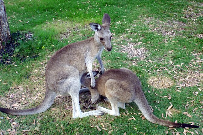 Secret Sydney: Hidden Beaches and Gardens - Native plants, birds, and Aboriginal knowledge