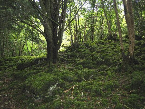 Self-Guided Bike Tour of Killarney National Park, Muckross Gardens & Waterfall - Key points to know before you pedal away