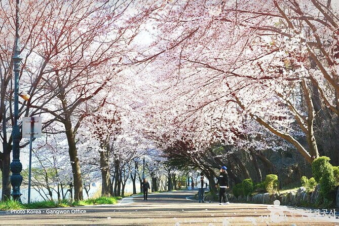 Seoraksan and Cherry Blossom Lake 1 day trip from Seoul - Why this Seoul day trip works