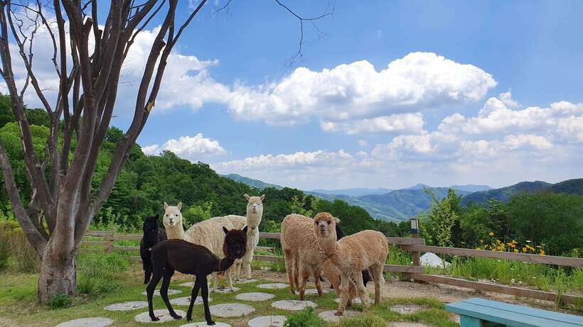 Seoul: Alpaca, Nami, Morning Calm or Eobi (+Rail Bike) - A long day with a useful mix of stops