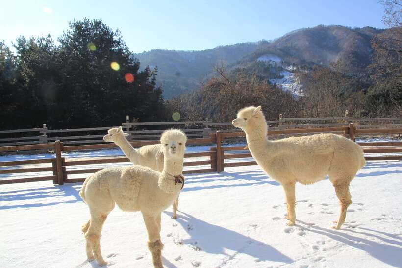 Seoul: Alpaca, Nami, Morning Calm or Eobi (+Rail Bike) - Alpaca World: a soft start to the morning