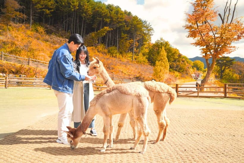 Seoul: Alpaca World and Nami Island (with Garden / Railbike) - Key points to know before booking