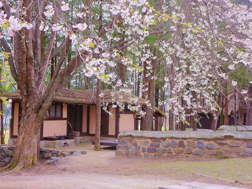 Seoul: Mt.Seorak, Nami Island & Korean Garden, No Shopping - Who should book it?