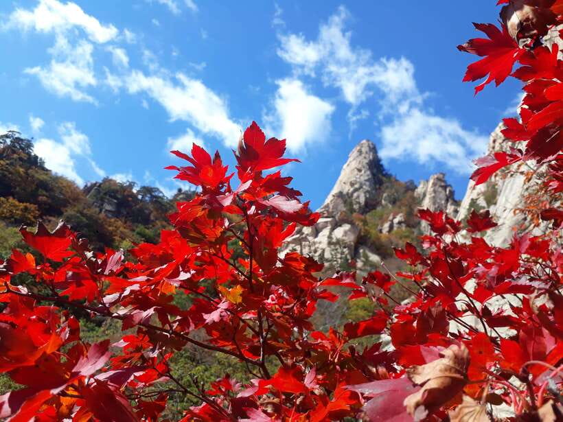 Seoul: Mt.Seorak, Nami Island & Korean Garden, No Shopping - Why this Seoul day trip works