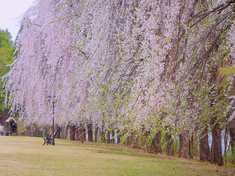 Seoul: Mt.Seorak, Nami Island & Korean Garden, No Shopping - What the guides add