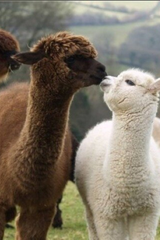 Seoul: Nami and K-Garden with Optional Alpaca Winter Tour - Why this winter day trip works