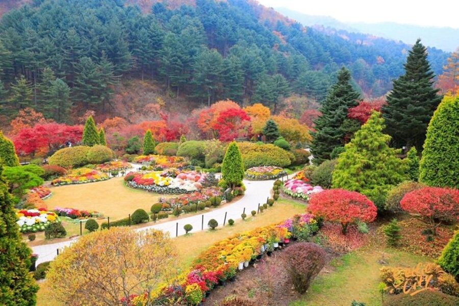 Seoul: Nami and Petite France Tour with Optional K-Garden - Why Nami Island makes the long day worthwhile