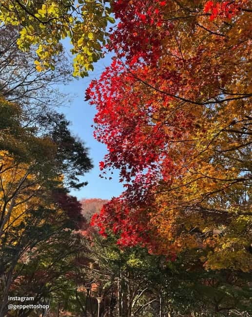 Seoul: Nami Island, Alpaca World, Morning Calm Garden - What the $65 price really covers