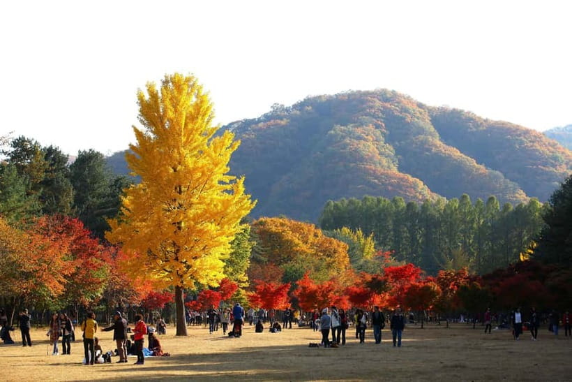 Seoul: Nami Island, Alpaca World, Morning Calm Garden - Morning Calm Garden: one quiet hour among flowers