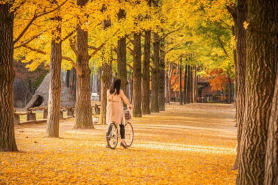 Nami Island and Garden of Morning Calm opt Railbike
