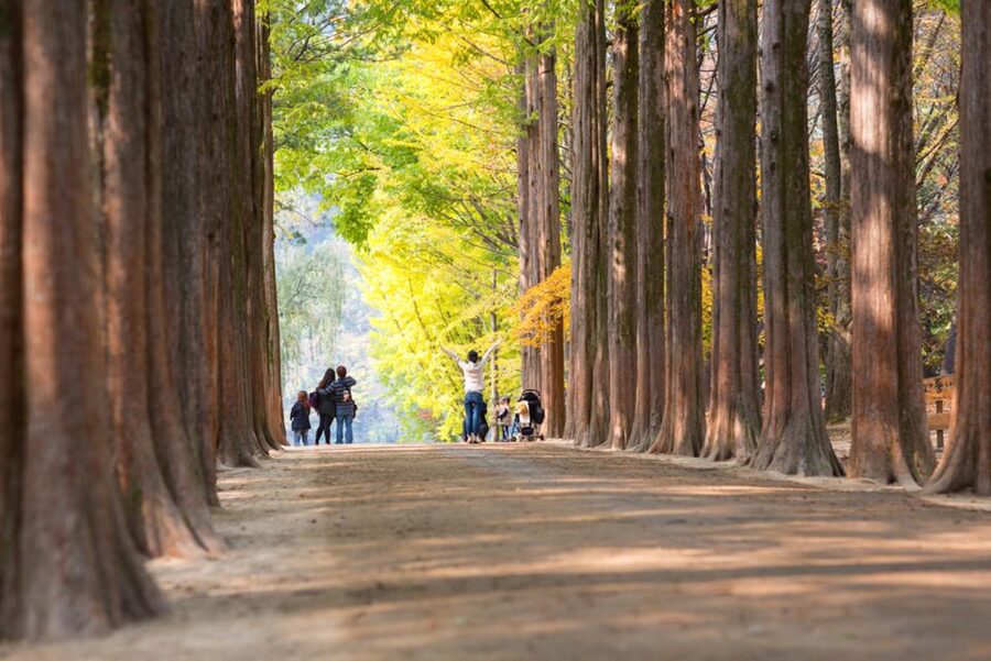 Seoul: Nami Island, Garden and Petite France (opt. Railbike) - Who should book this day trip?