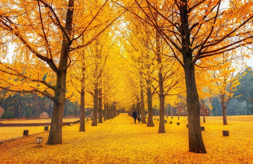 Seoul: Nami Island, Garden and Petite France (opt. Railbike) - Is the $83 price good value?