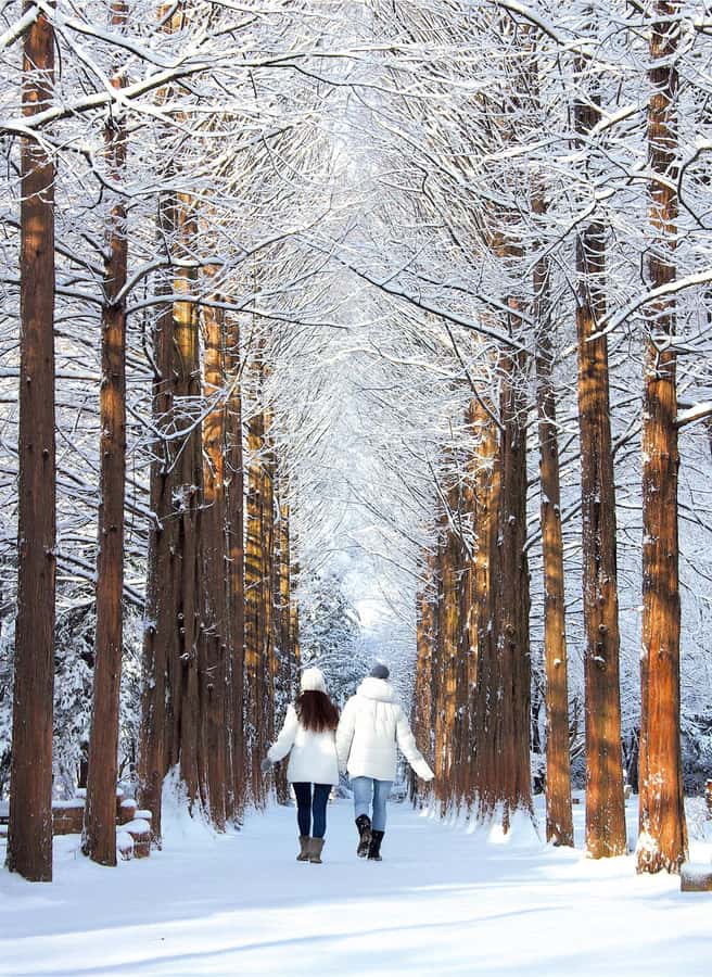 Seoul: Nami, Rail Bike, Morning Garden (+Healing Park) - Why this makes a strong Seoul day trip