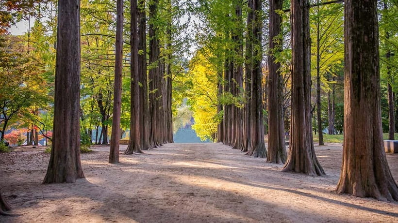 Seoul: Private Tour to Nami Island, Garden, Petite France - Why This Seoul Day Trip Works