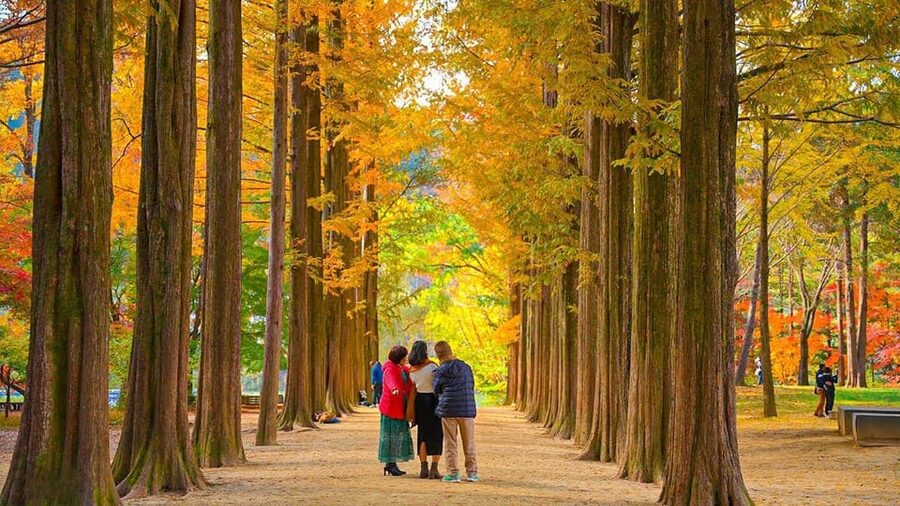 Seoul: Private Tour to Nami Island, Garden, Petite France - Who Will Enjoy This Day Most
