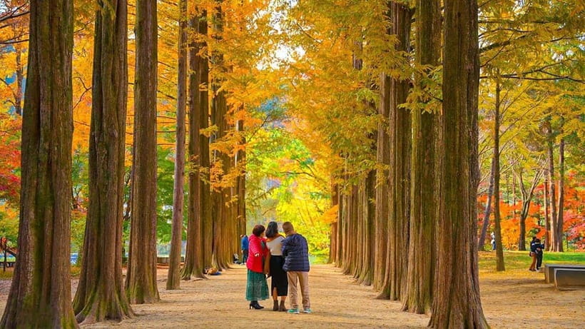 Seoul: Private Tour to Nami Island, Garden, Petite France - Crossing to Nami Island by Ferry